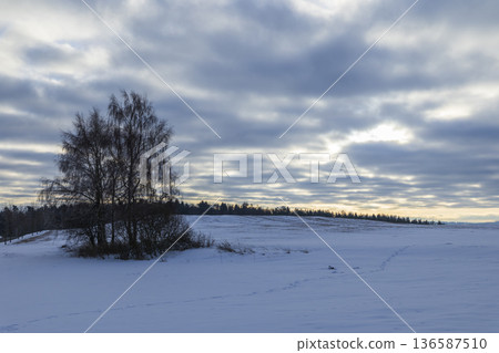 Bare birch trees standing in a winter snowy field 136587510