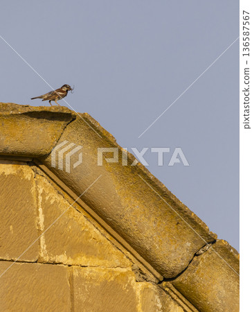Sparrow carrying nesting material on historic stone building 136587567