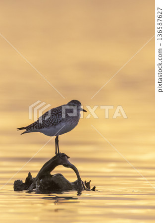 Grey plover standing on driftwood at golden sunrise 136587627