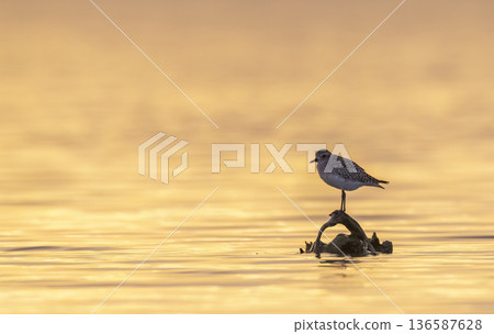 Grey plover standing on driftwood at golden sunset Grey plover standing on driftwood at golden sunset 136587628