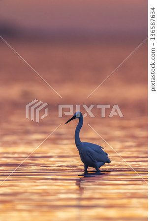 Little egret wading in warm sunset water 136587634