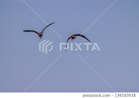 Two Glossy Ibises flying across clear sky 136587638