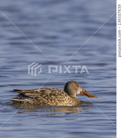 Northern shoveler duck swimming on water in Arles, France Northern shoveler duck swimming on water in Arles, France 136587639