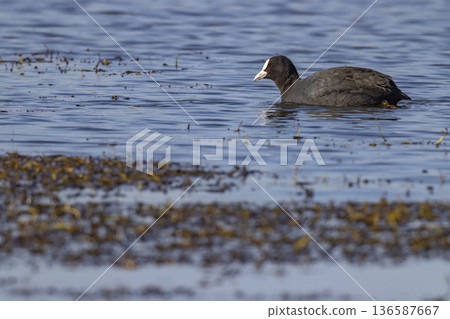 Eurasian coot swimming in calm pond shallow water 136587667
