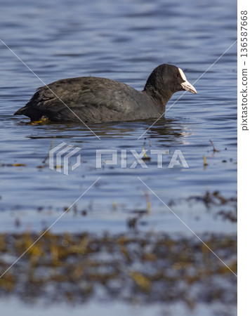 Eurasian coot swimming on blue water surface Eurasian coot swimming on blue water surface 136587668