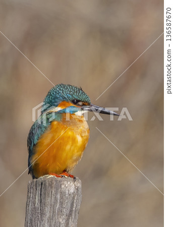 Common kingfisher perched on a wooden post in Arles 136587670