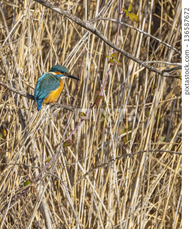 Common kingfisher perching on branch in Arles wetlands Common kingfisher perching on branch in Arles wetlands 136587672