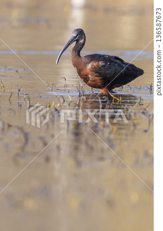 Glossy ibis wading in shallow water, Arles, France Glossy ibis wading in shallow water, Arles, France 136587673