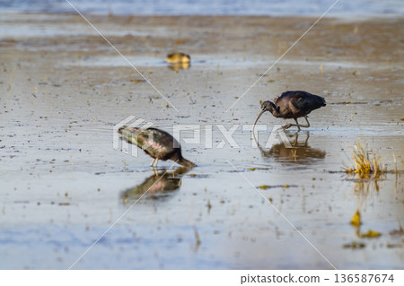 Glossy Ibis foraging wetland in Arles, Bouches du Rhone, France 136587674