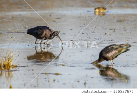Glossy ibises foraging for food in Camargue wetland Glossy ibises foraging for food in Camargue wetland 136587675