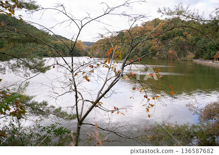 池塘邊,秋葉已開始變色。 池塘邊,秋葉已開始變色。 136587682