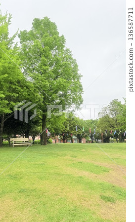 鯉魚擬餌在綠樹成蔭的公園裡遊動 136587711