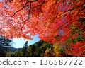 Autumnal waterfall 136587722