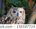 Bengal Eagleworm 136587724