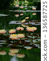 Water lily pond 136587725