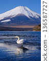 Swans and Mt. Fuji 136587727