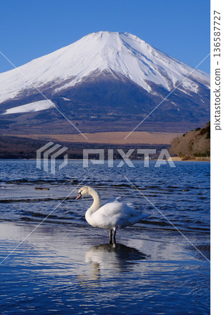 Swans and Mt. Fuji 136587727