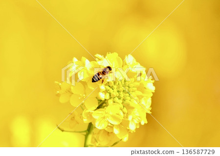 Bees that came to rape blossoms 2 136587729