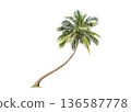 Coconut tree palm isolated on white background.Clipping path. and foliage in summer for both printing and web pages. 136587778