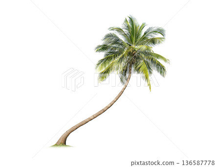 Coconut tree palm isolated on white background.Clipping path. and foliage in summer for both printing and web pages. 136587778