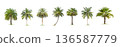 collection high qaulity coconut and palm trees Isolated tree on white background , The collection of trees.Large trees are growing in summer, full frame camera shoot for high resolution picture. 136587779
