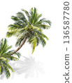 Green palm tree isolated on transparent background with clipping path, single palm tree with clipping path and alpha channel. are Forest and foliage in summer for both printing and web pages. 136587780