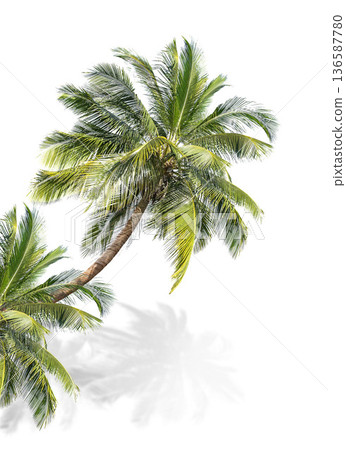 Green palm tree isolated on transparent background with clipping path, single palm tree with clipping path and alpha channel. are Forest and foliage in summer for both printing and web pages. 136587780