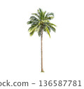 Coconut tree palm isolated on white background.Clipping path. and foliage in summer for both printing and web pages. 136587781