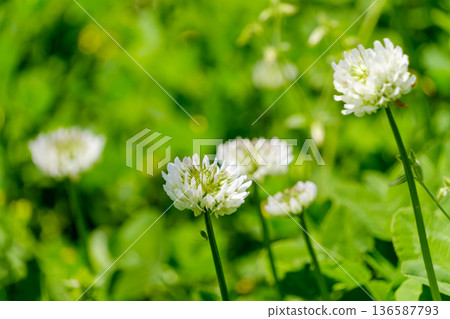 White clover blooming in a green meadow White clover blooming in a green meadow 136587793