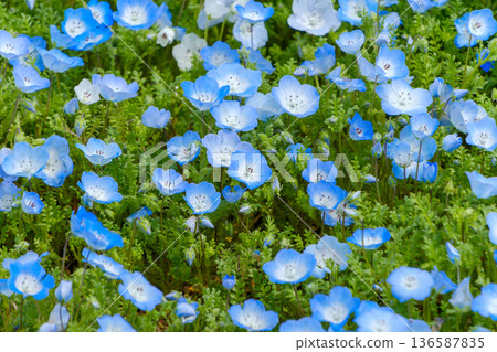 公園裡遍地盛開著藍色的粉蝶。 136587835