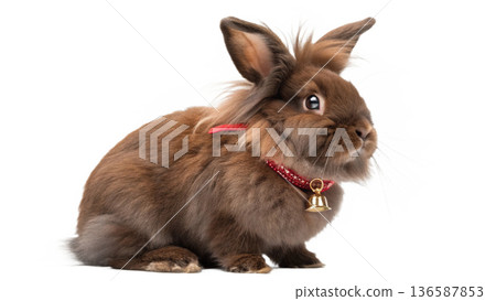 Cute sitting chocolate lionhead bunny rabbit Cute sitting chocolate lionhead bunny rabbit 136587853