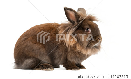 Cute sitting chocolate lionhead bunny rabbit Cute sitting chocolate lionhead bunny rabbit 136587865