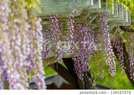 Beautiful wisteria flowers in full bloom hanging from a wisteria trellis Beautiful wisteria flowers in full bloom hanging from a wisteria trellis 136587878