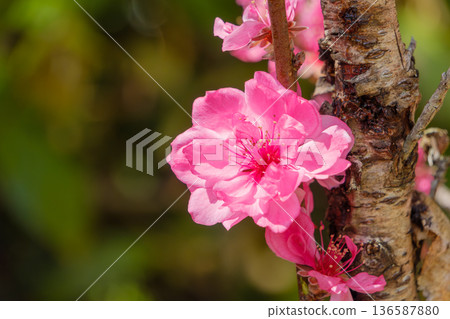 The bright pink flowering peach blossoms herald the arrival of spring The bright pink flowering peach blossoms herald the arrival of spring 136587880