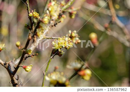 Yellow plum blossoms blooming in the early spring light 136587962