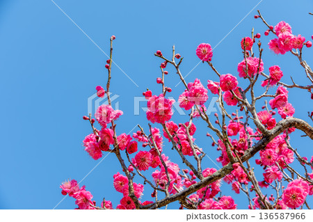 Brightly blooming red plum blossoms under a clear blue sky Brightly blooming red plum blossoms under a clear blue sky 136587966