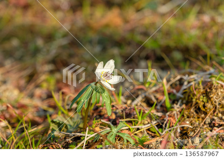 Setsubun grass blooming quietly on the ground in early spring Setsubun grass blooming quietly on the ground in early spring 136587967