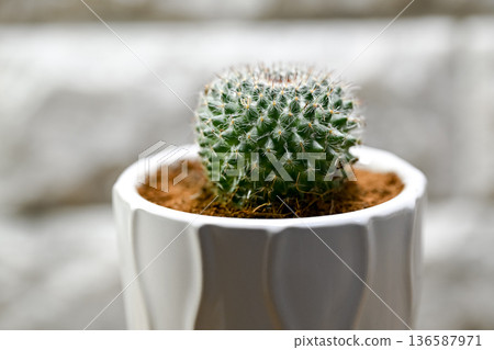 Mamiraria Mamiraria 136587971
