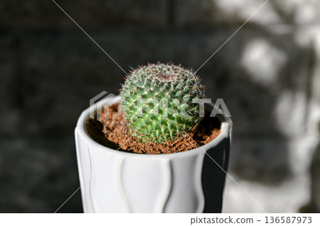 Mamiraria Mamiraria 136587973