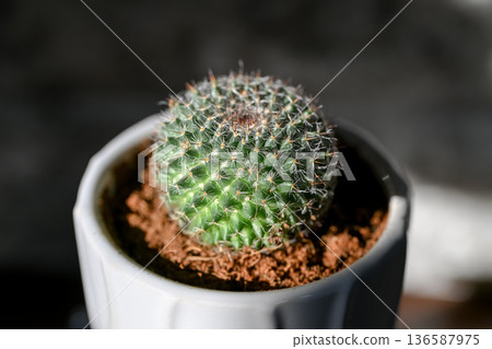 Mamilylia Mamilylia 136587975