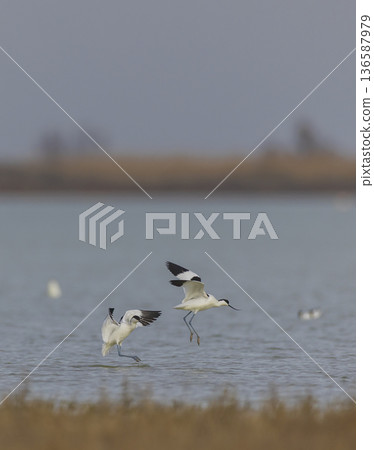 Two pied avocets landing on water in Occitanie 136587979