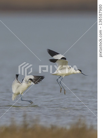 Two pied avocets landing splashing water in a wetland 136587980