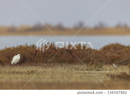 Little egret and plover standing in saltmarsh wetland 136587982