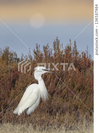 Little egret calling in Saint Laurent d'Aigouze salt marsh Little egret calling in Saint Laurent d'Aigouze salt marsh 136587984