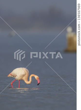 Greater flamingo foraging in water at Saint Laurent d'Aigouze 136587989