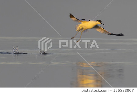 Pied avocet taking off from water at sunrise, Saint Laurent d'Aigouze 136588007