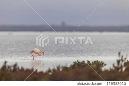 Greater flamingo standing in shallow water in Saint Laurent d'Aigouze 136588010