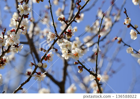 White plum White plum 136588022