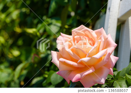 一朵艷麗的大玫瑰沿著白色柵欄盛開。 136588037