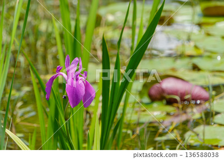 水邊，紫色的鳶尾花優雅地盛開。 136588038
